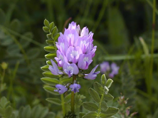 astragalus lekovita biljka